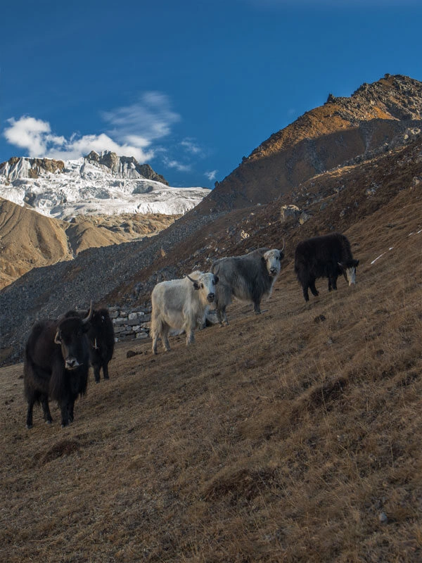 Langtang Region Trekking