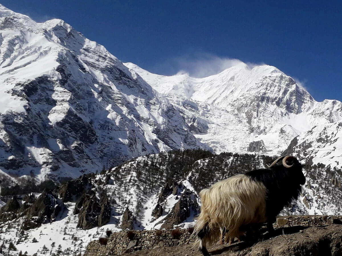 Annapurna Circuit Trek