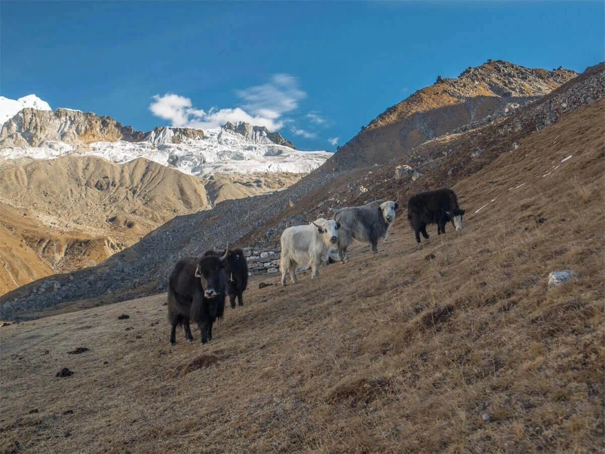 Short langtang Valley Trek