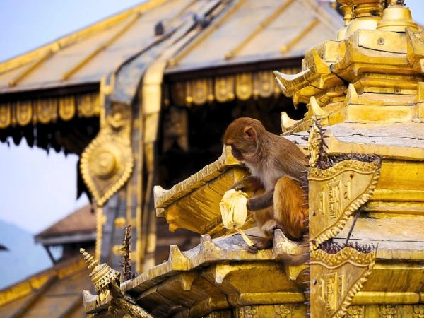 monkey-temple